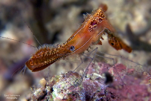 Plumed rock shrimp by Iyad Suleyman 